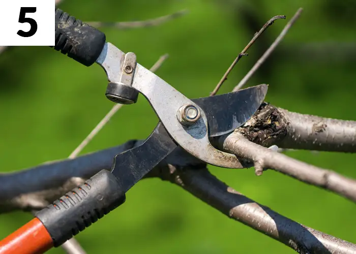 Tâche n°5 décembre au jardin : Élaguer et tailler les arbres et arbustes