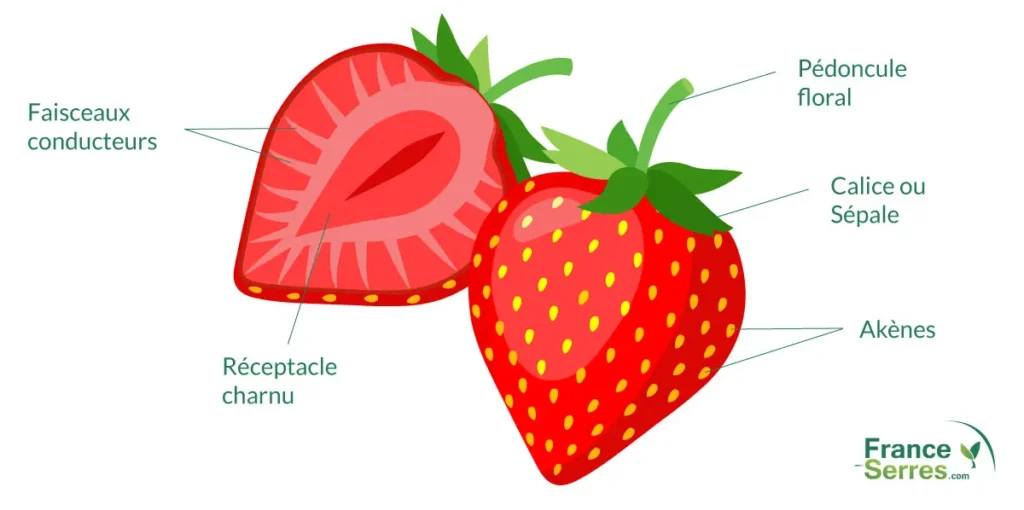 Les éléments de la fraise