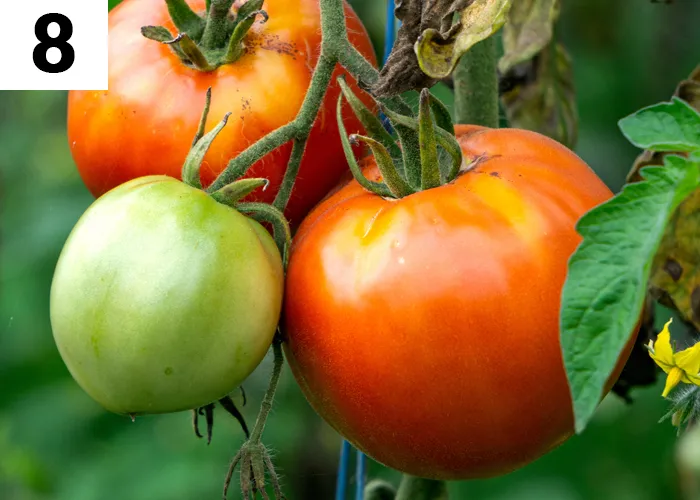 Tâche n°8 en septembre au jardin : Pincer les dernières tomates et enlever les petits fruits immatures