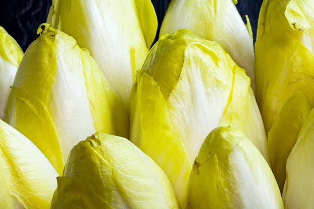 endive sous serre juillet