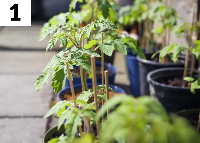Tâche n°1 en mai au jardin : endurcir les plantes tendres