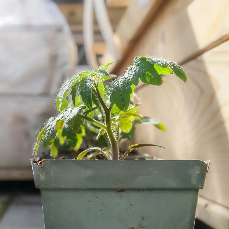 En mai il est préférable d'endurcir les plantes tendres En mai il est préférable d'endurcir les plantes tendres