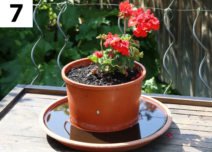 Tâche n°7 en juillet au jardin : Apporter de l'engrais aux plantes vertes et fleuries