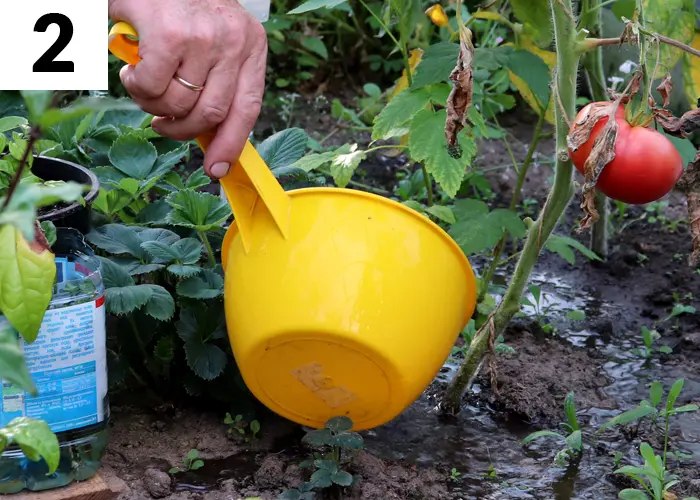 Tâche n°2 en août au jardin : Nourrir les légumes-fruits