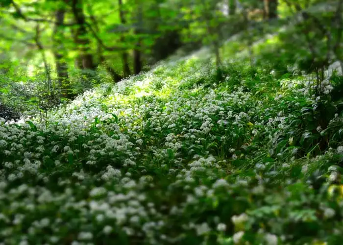 engrais vert forêt