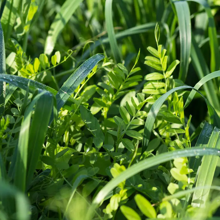Engrais vert sur une parcelle de potager vide en août