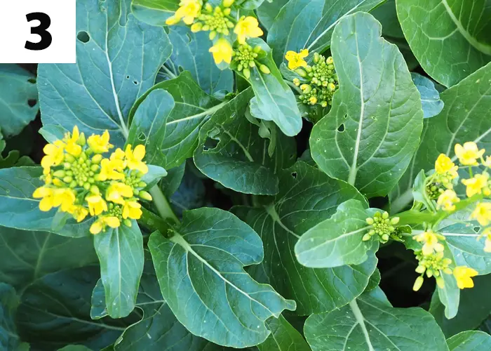 Tache n°3 : Planter ou semer des engrais verts d'automne