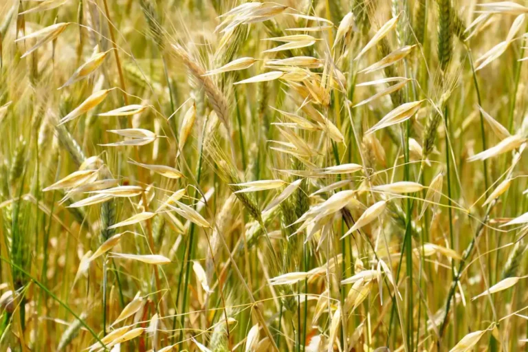 engrais verts utilisation au jardin