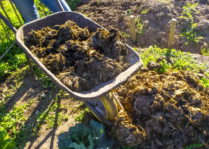 Jardinier enrichissant la terre de son potager avec du compost mûr en septembre