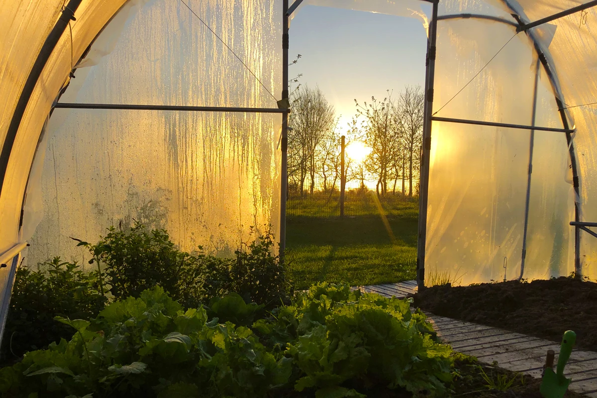 Soldes Arceaux Jardin - Nos bonnes affaires de janvier