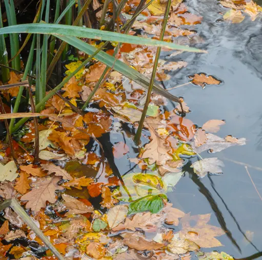 Entretien du bassin en janvier Entretien du bassin en janvier