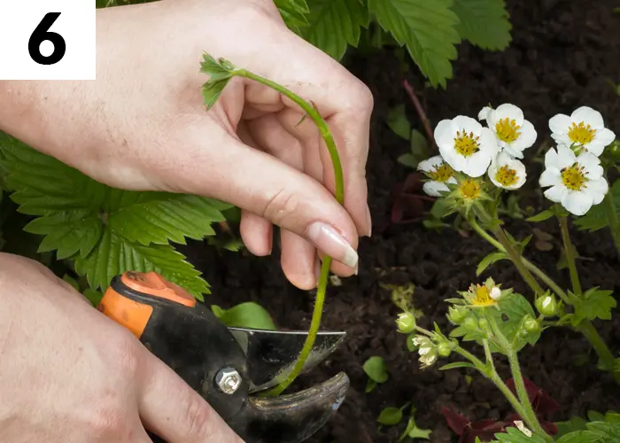 Tâche n°6 en mai au jardin : entretenir les fraisiers