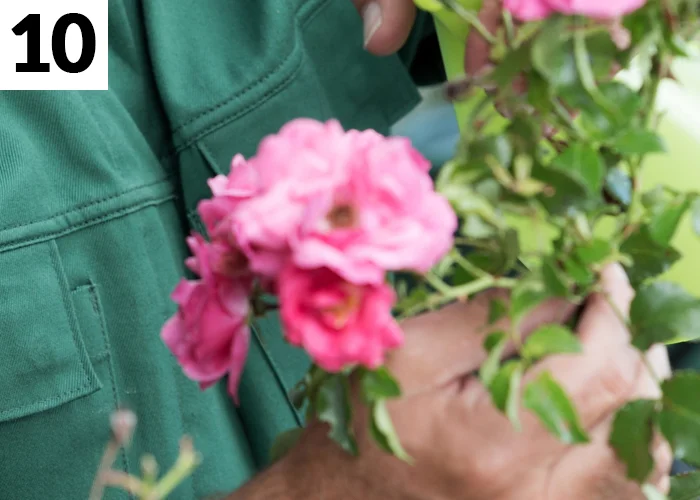 Tâche n°10 en juin au jardin : Entretenir les rosiers