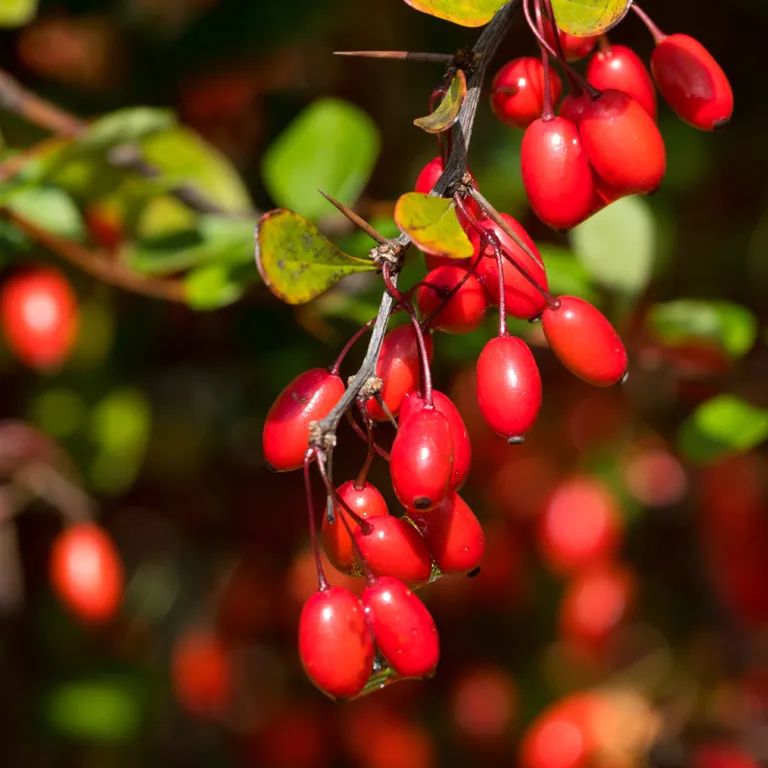 Épine vinette au mois de septembre