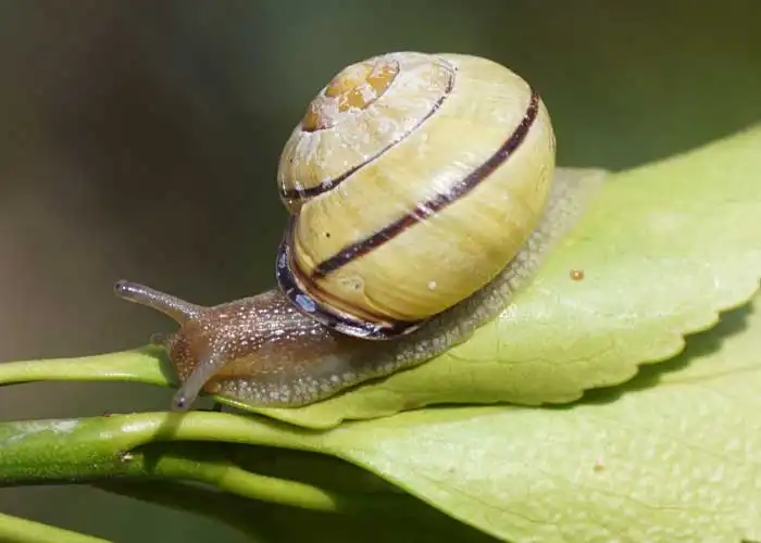 Escargots des bois