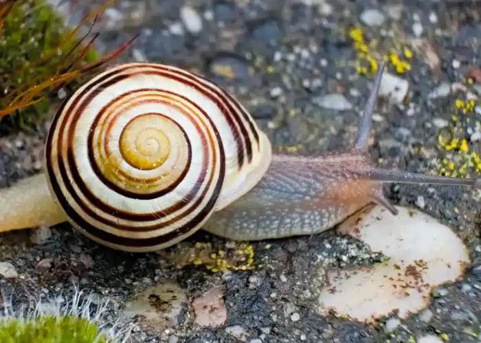 Escargot des jardins