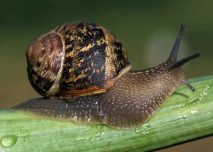 Escargot Petit gris