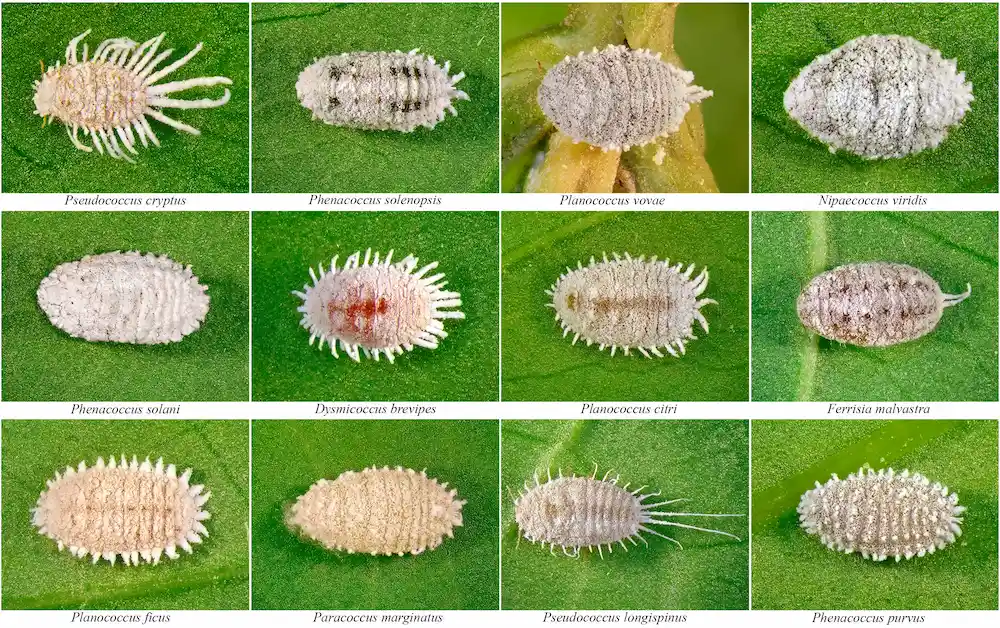 Différentes espèces de cochenilles