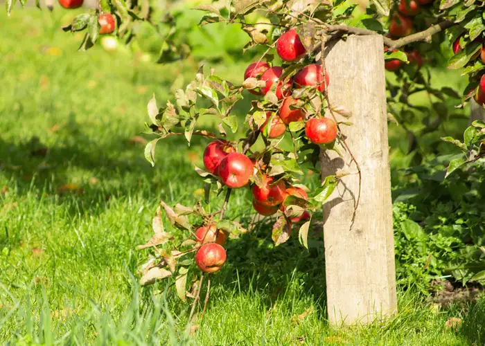 Étayage des branches d'un arbre fruitier dans un jardin en plein été Étayage des branches d'un arbre fruitier dans un jardin en plein été
