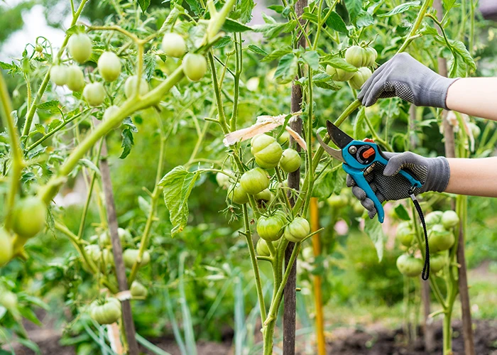 étêtage des tomates