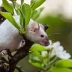 Repousser naturellement les rongeurs d’une serre