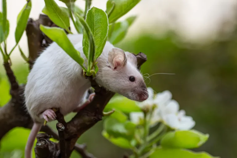 éviter les rongeurs sous serre de jardin