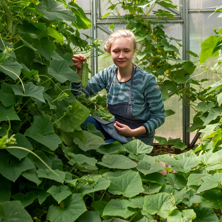 Sous serre, supprimez l'excès de feuilles pour maintenir les plantes en pleine santé Sous serre, supprimez l'excès de feuilles pour maintenir les plantes en pleine santé