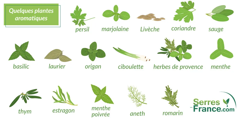 exemples de plantes aromatiques sous serre