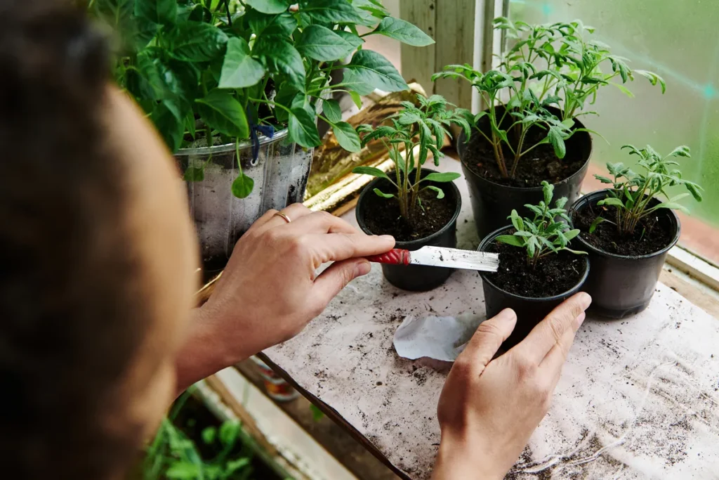 effectuer semis sous serre de jardin