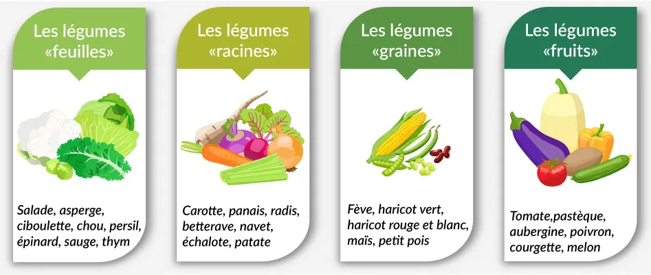 famille de légumes à planter en août sous serre