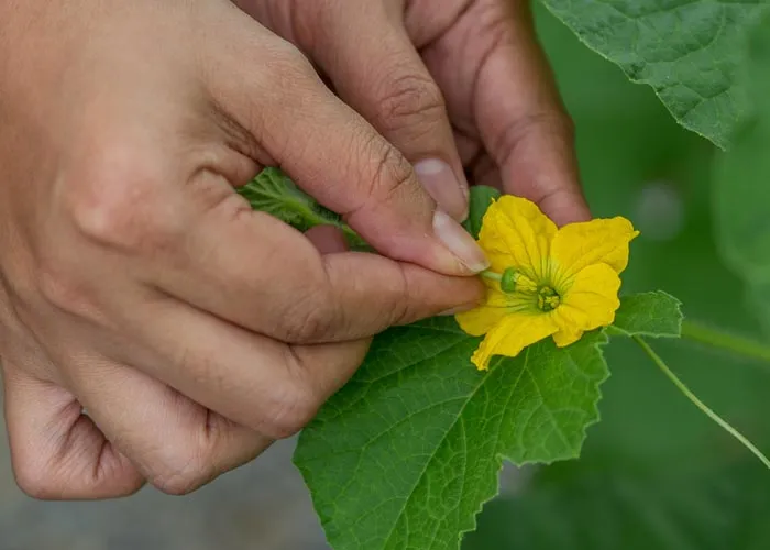 fécondation d'une fleur de melon