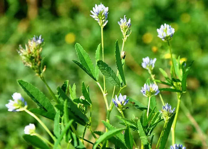 Fenugrec (engrais vert)