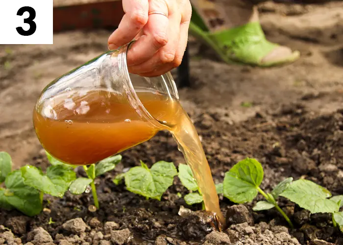 Tâche n°3 en juillet au jardin : Fertiliser régulièrement les légumes-fruits