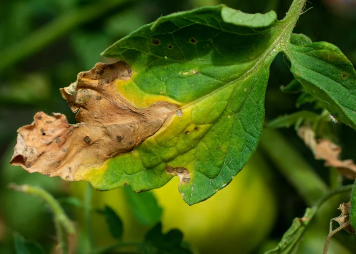 feuille de tomate malade du mildiou