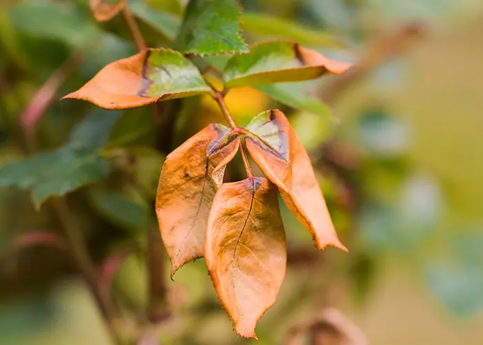 Feuilles sèches à cause d'un sol gelé