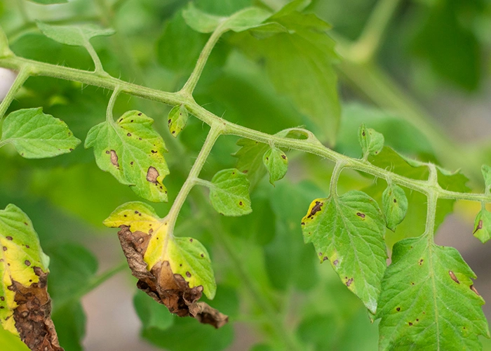 feuille de tomate jaunie