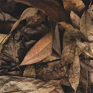 feuilles serre en hiver