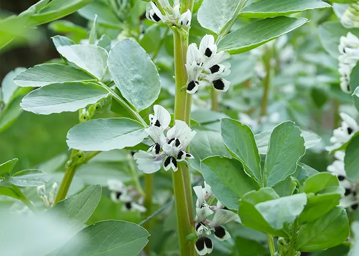 Féverole Bio – Engrais Vert Vicia Faba L. – Sachet De 15 Grammes – Pour Améliorer La Structure Du Sol Et Apporter De L’azote