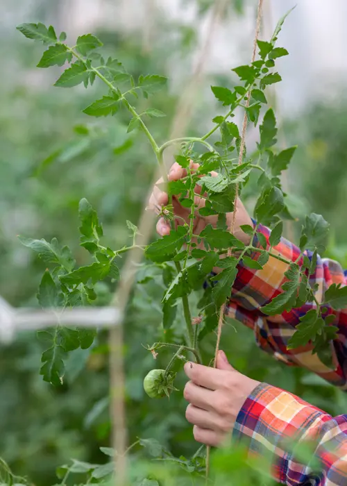 ficelle d'accroche pour tomate