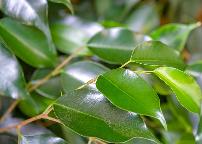 Ficus : variété de plante tropicale