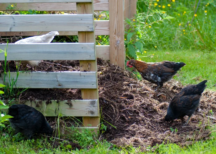 mettre des fientes de poule dans le compost