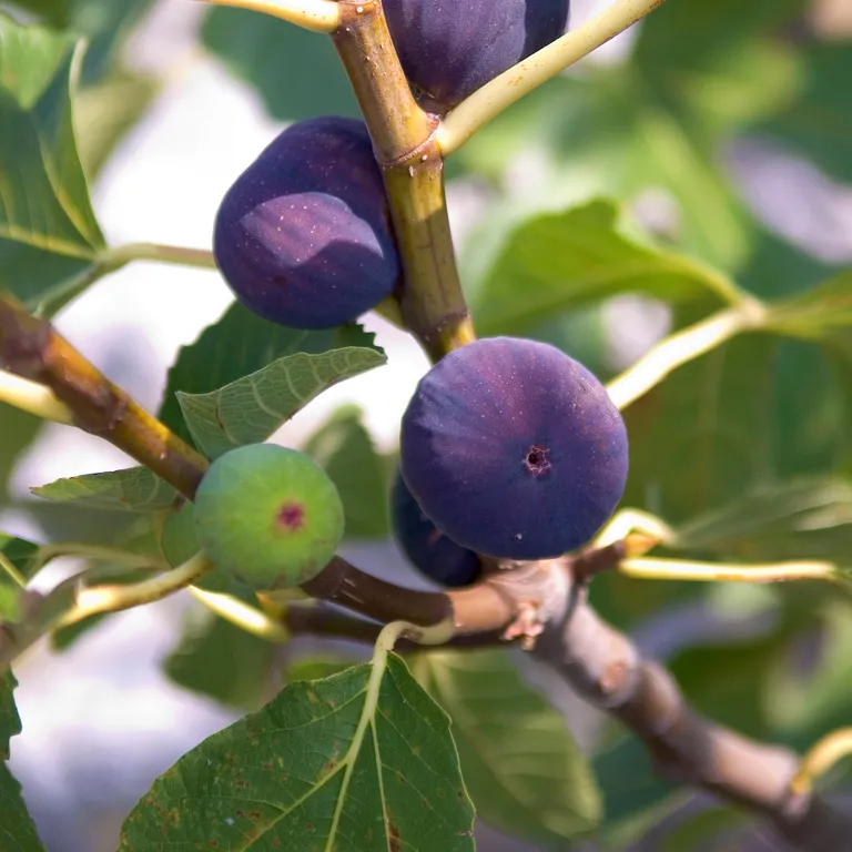 Figuier et figues au mois d'août