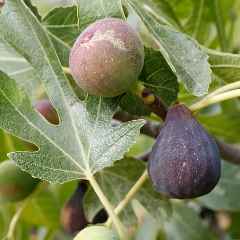 Figues mûres sur un figuier en septembre