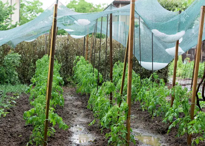 Filet anti-grêle rempli de grêlons après un orage d'été