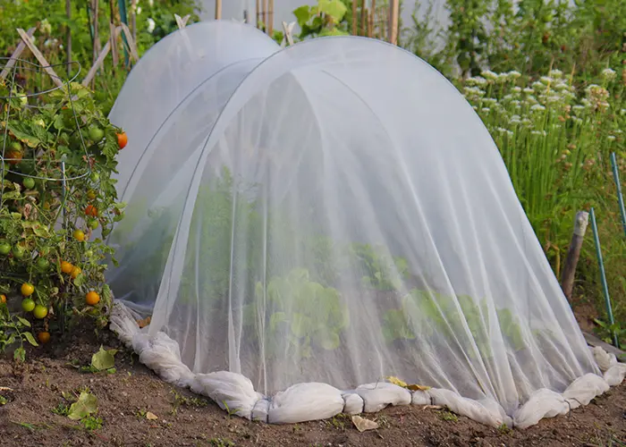 Filet anti-insectes dans un potager