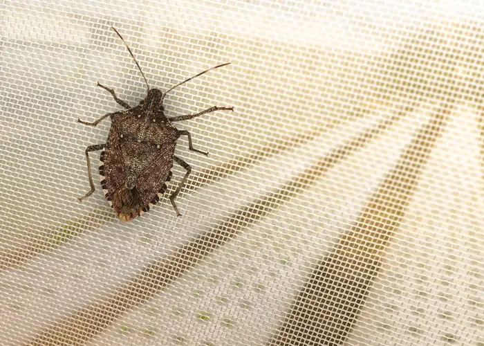 Protection insect-proof contre les punaises sur une serre Protection insect-proof contre les punaises sur une serre