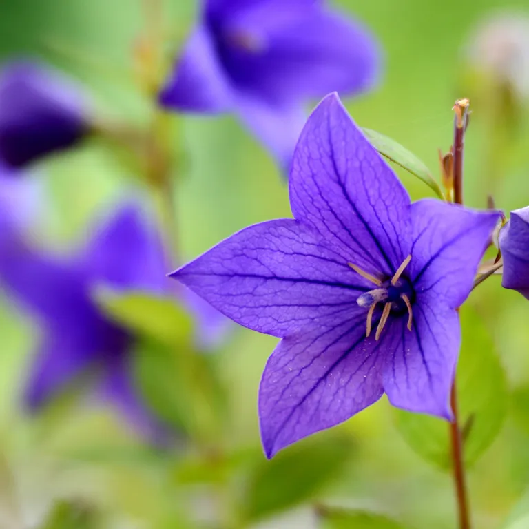 Fleur de campanule en août