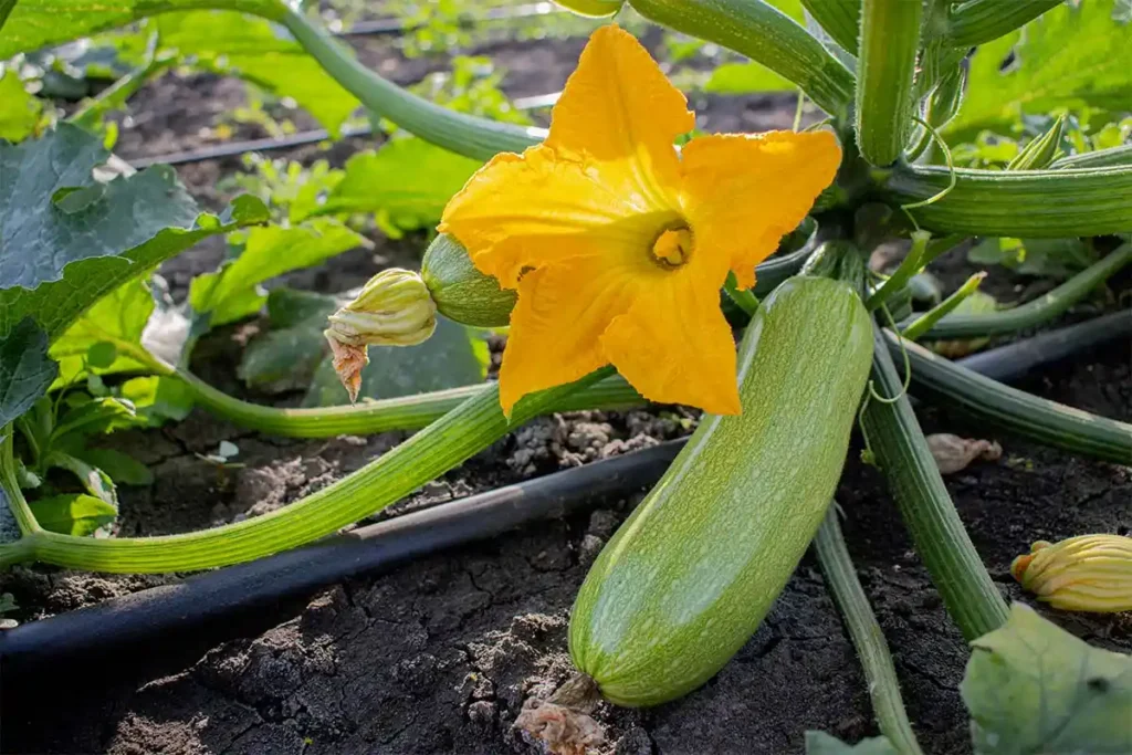 Une fleur de courgette