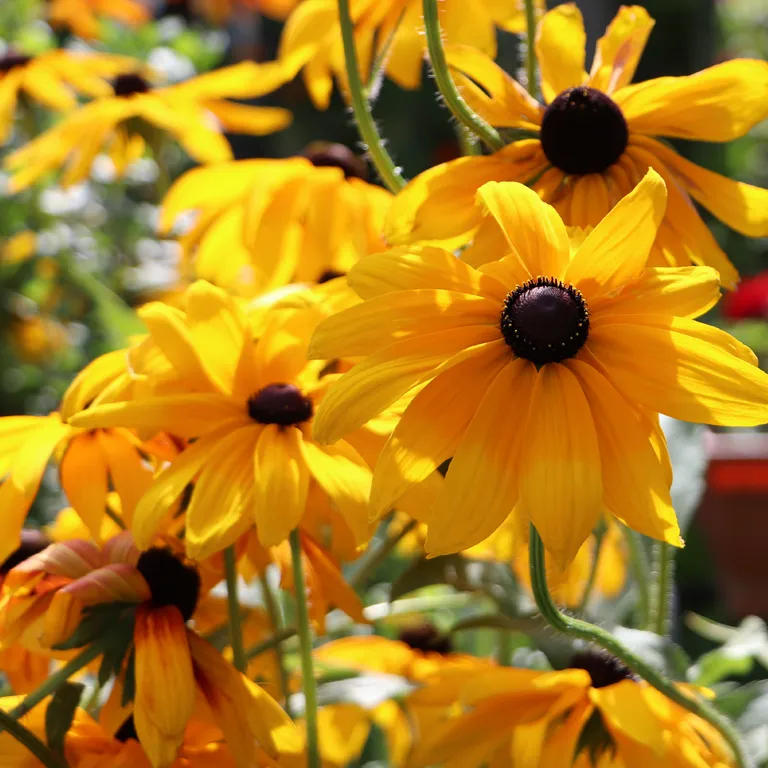 Fleurs de rudbeckia en août