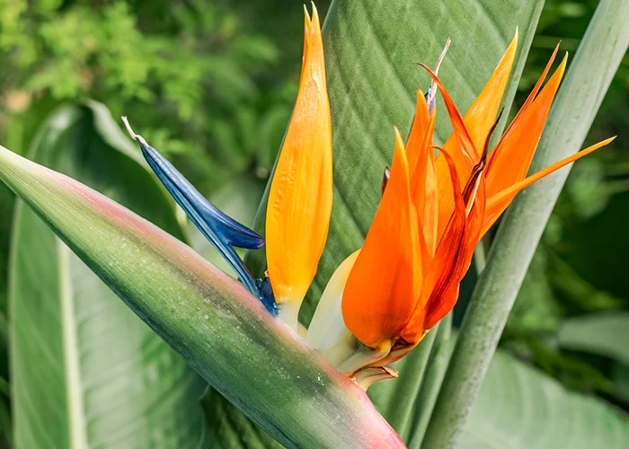 Oiseau de paradis : variété de fleur tropicale